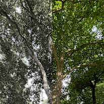 Photo of setyana