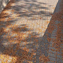 Photo of ANMOL NEUPANE