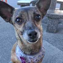 Photo of baz Petropoulos