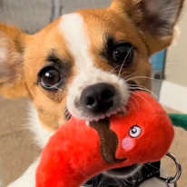Photo of Jewel