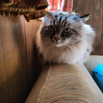 Photo of Deacon