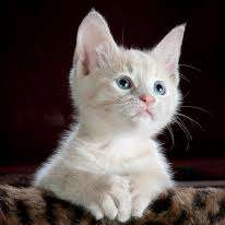Photo of salma