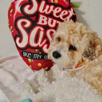 Photo of Roxanne
