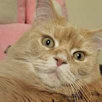 Photo of Karo