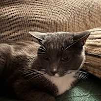 Photo of Riley