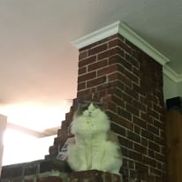 Photo of Jeannie
