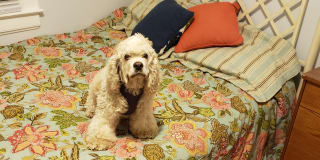 Photo of Zoe's room